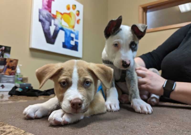 Carousel Slide 9: Dog training for all ages