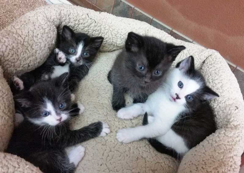 Carousel Slide 5: Kitten veterinary exams