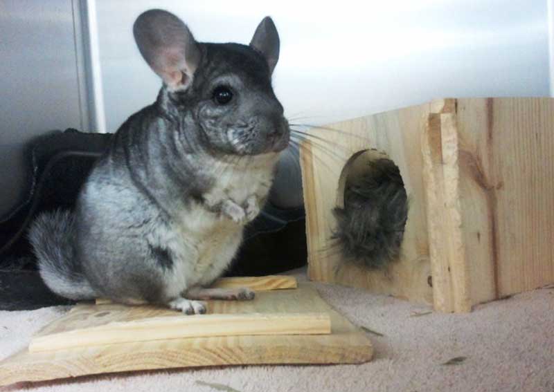 Carousel Slide 8: Pocket pet care